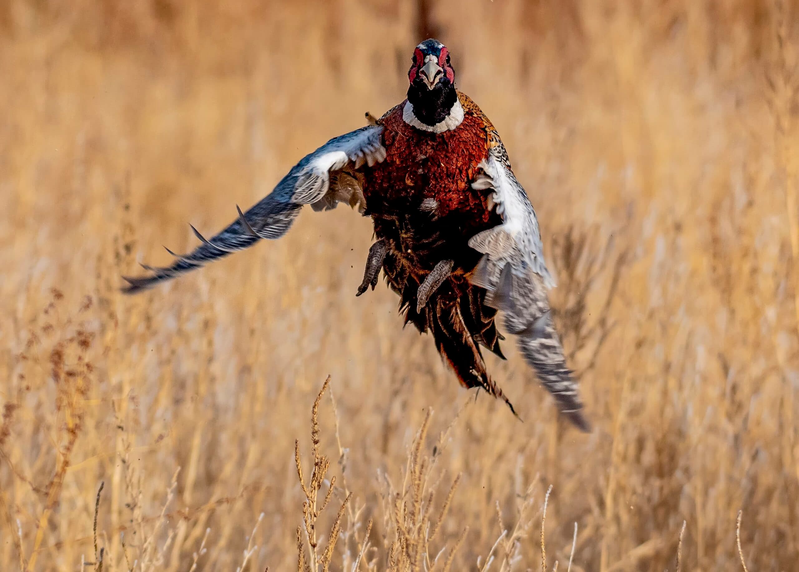 DWR Tips For Pheasant Hunts; Pheasants Being Released All Month
