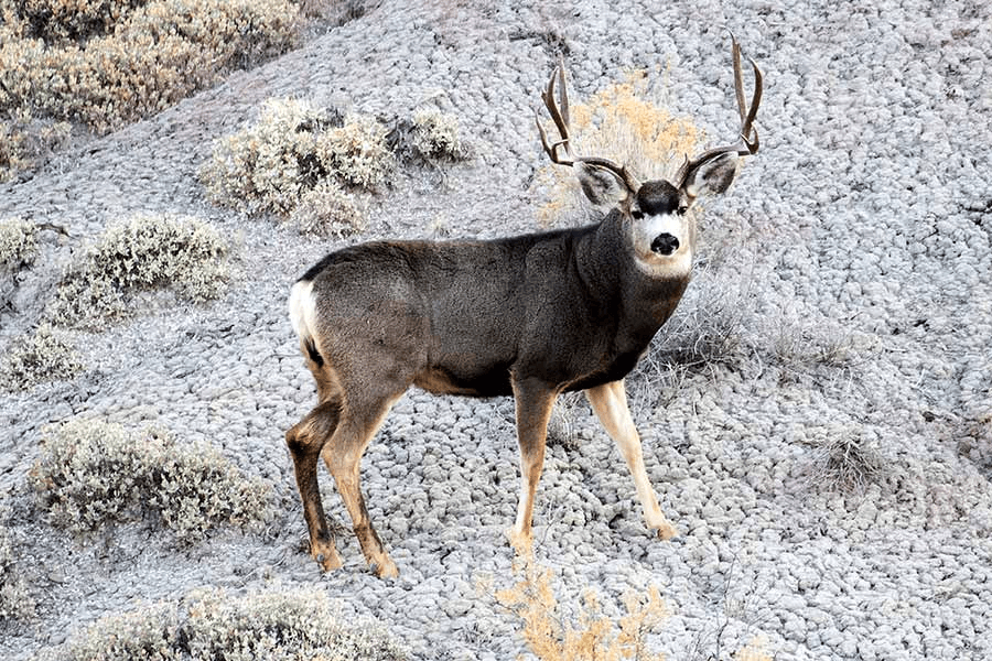 Utah Wildlife Board Approves Mandatory Harvest Reporting For Deer/Elk Hunts