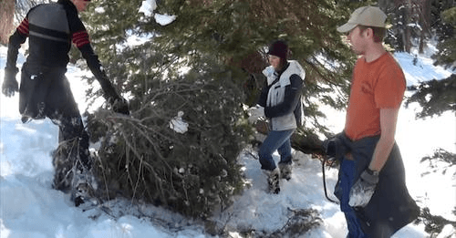 Christmas Tree Tags Still Available/Free Permit For 4th Grade Students