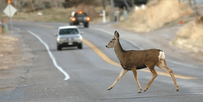 Motorcyclist Dies After Hitting Deer And Getting Run Over In Duchesne County