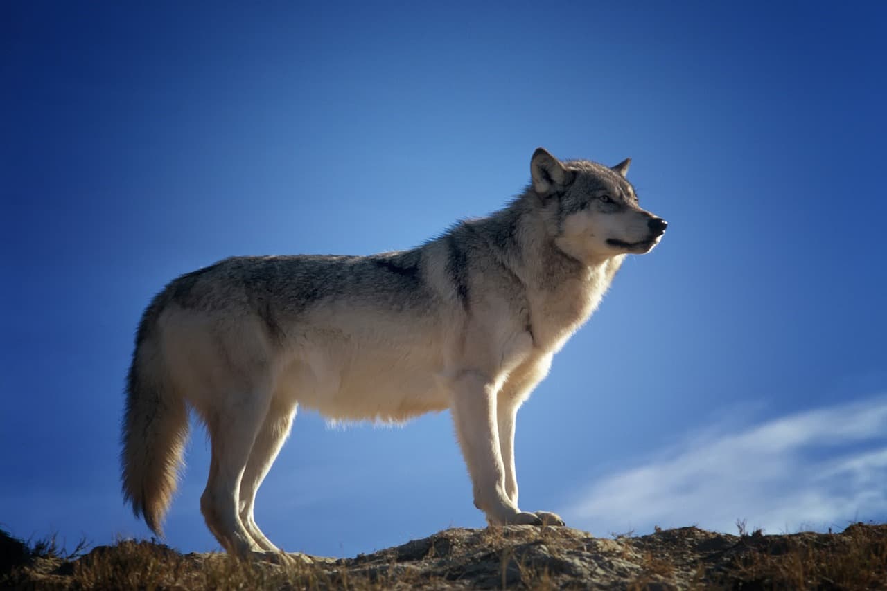 Colorado Parks And Wildlife Provide Wolf Update