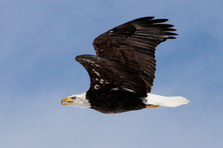Eagle Viewing Season Coming Up