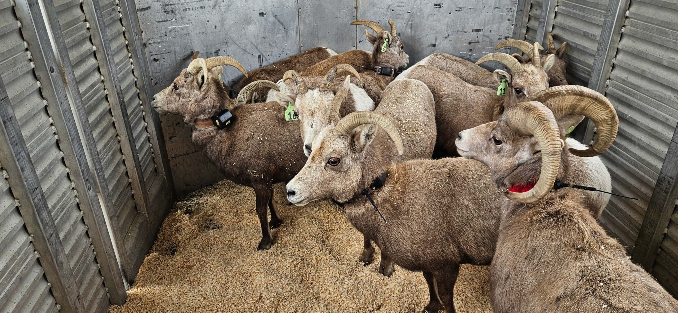 Bighorn Sheep From Duchesne County Nursery Transported To New Property