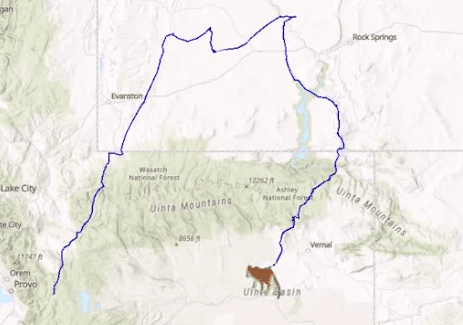 DWR Shares Cougar’s Daring Adventure At Flaming Gorge