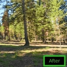 Fuel Break Treatment Project Underway Along Red Cloud Loop Road