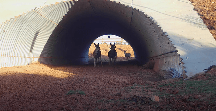Highway 40 Wildlife Safety Corridor Project Pursued