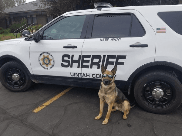 Retirement Announced For Uintah County Sheriff’s Office K9 Riddick