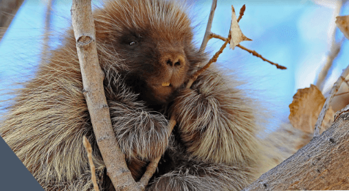Ouray National Wildlife Refuge Porcupine Viewing Day Coming Up