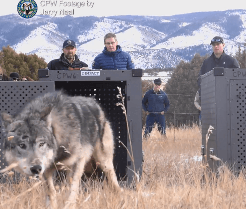 Wolves in Moffat County