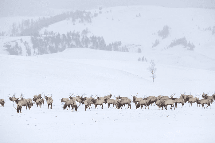 Wyoming Game And Fish Considering Unlimited Elk Tags