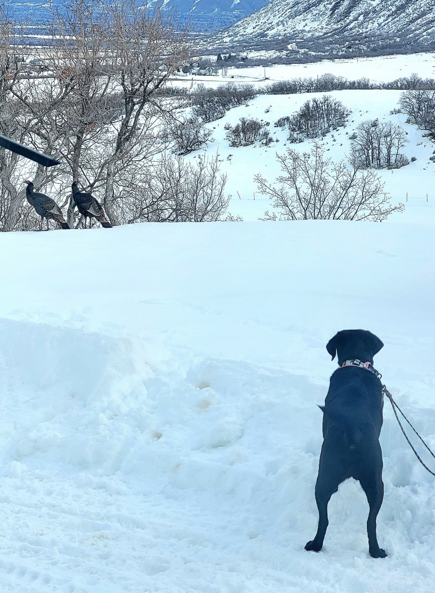 DWR Asks That Dogs Be Kept On Leash While Recreating Outdoors