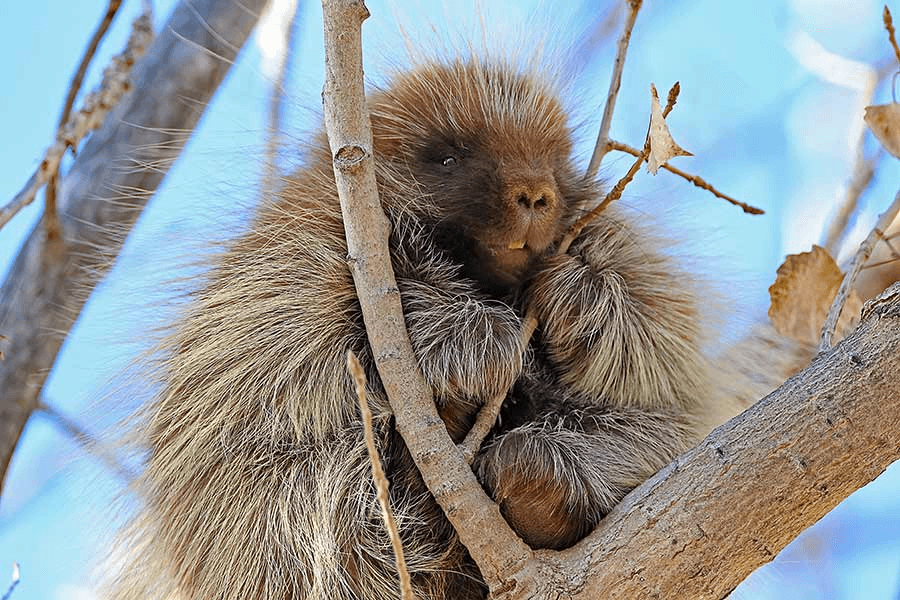 Viewing Event This Week For State’s Largest Rodents