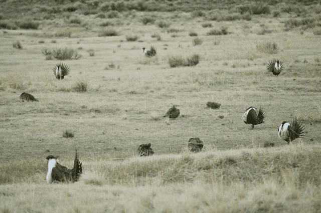 BLM Moving Towards Stricter Greater Sage Grouse Conservation Efforts