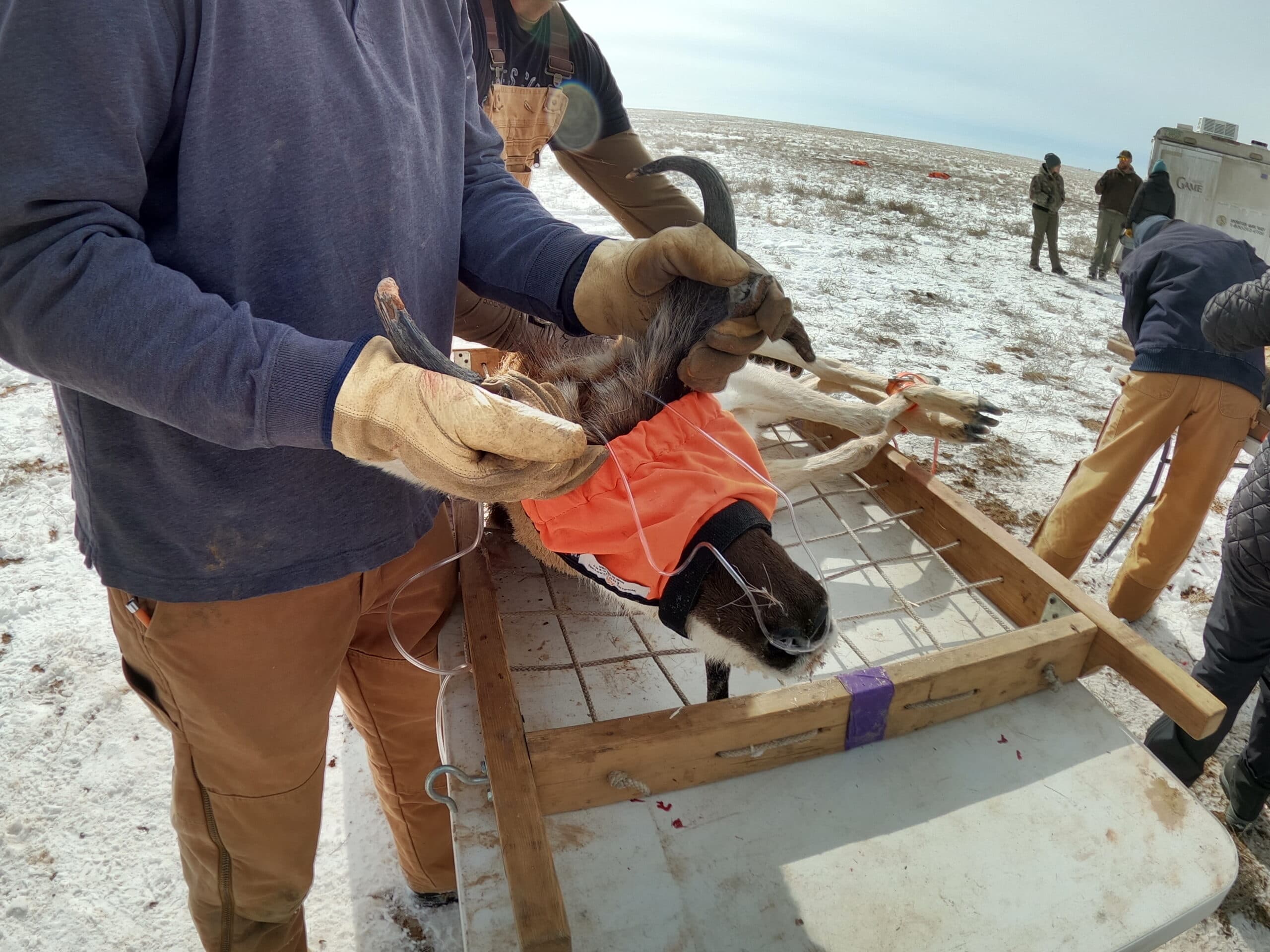 DWR: Big Game Animals Assessed; Deer Population Found To Be Healthy