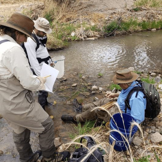 Funding Awarded To Restore Wildlife Habitat Of Pariette Wetlands