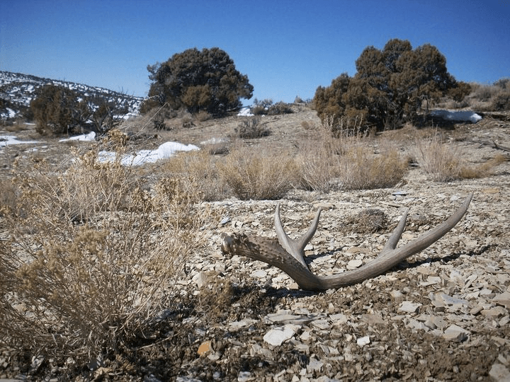 Proposals Concerning Shed Antler Hunting; Public Comment Invited