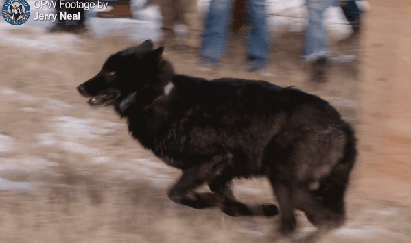 Colorado Parks & Wildfile Prepares For 2025 Gray Wolf Releases