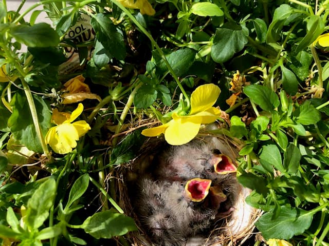DWR: What To Do If You See A Baby Bird On The Ground