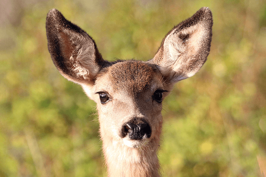 DWR: Help Wildlife On Earth Day