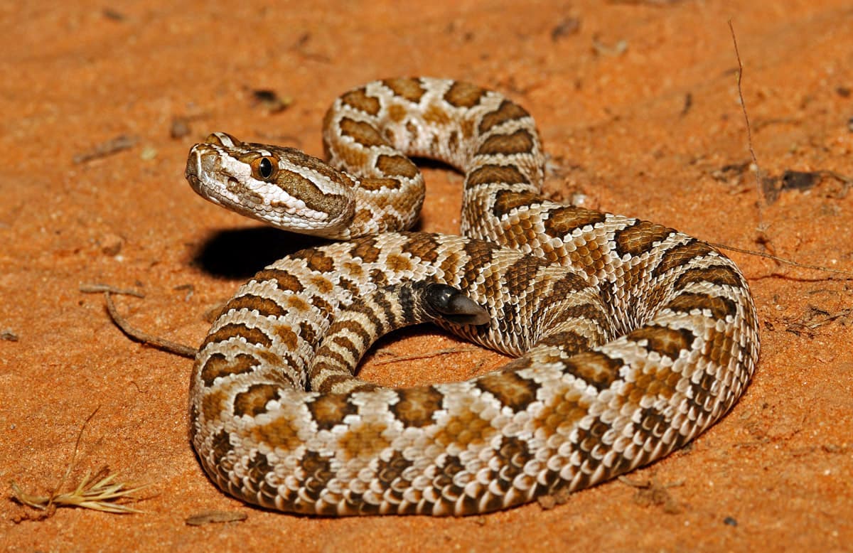 DWR Offers Advice On Avoiding Conflicts With Rattlesnakes This Spring/Summer