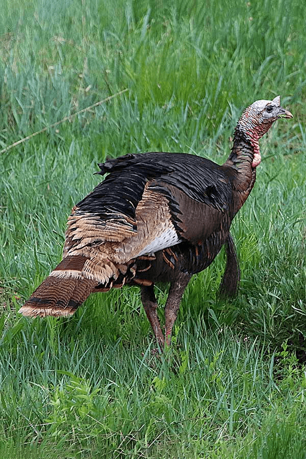 DWR: Where To Hunt Turkeys In Northeastern Utah