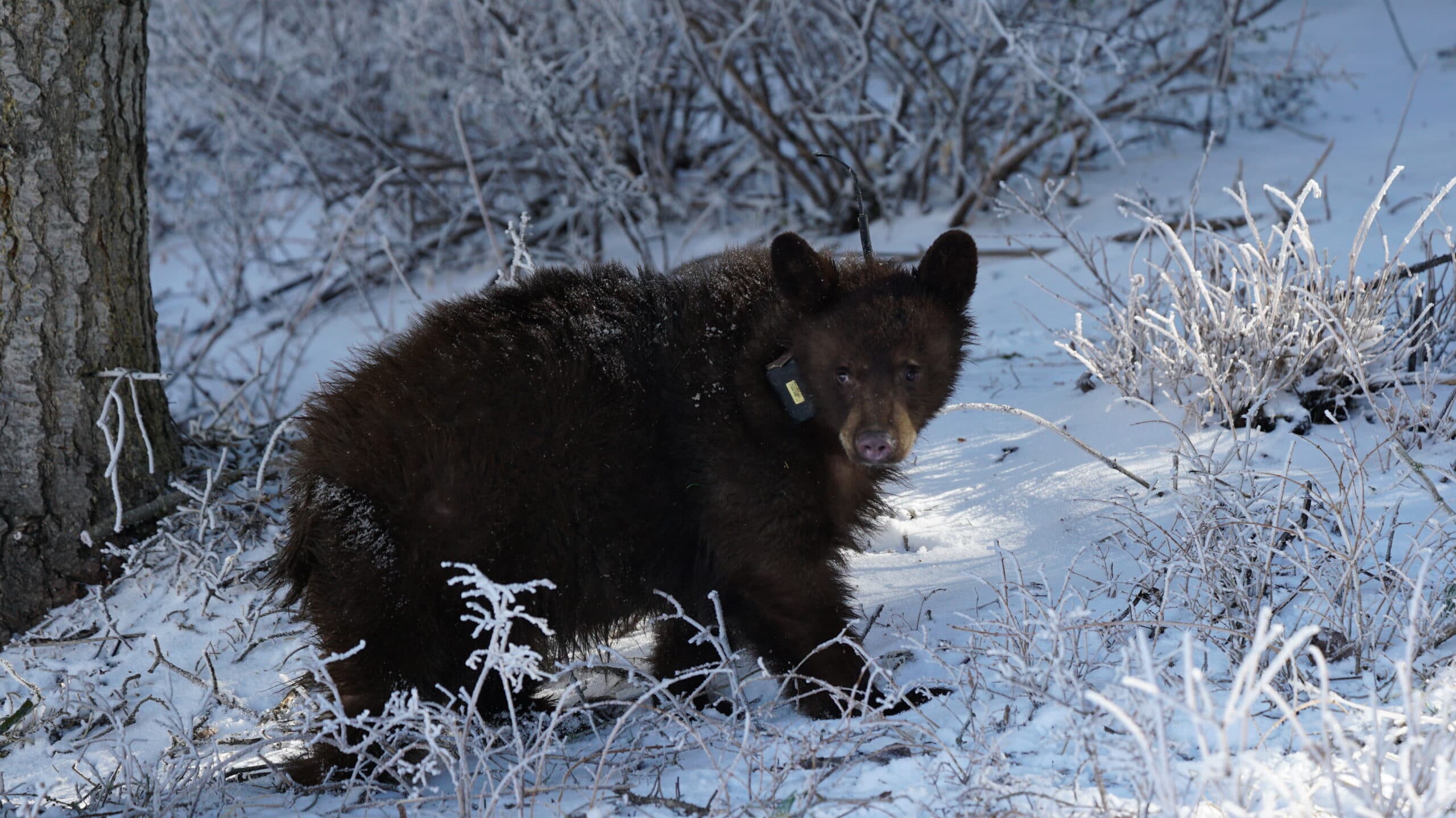 DWR: Avoiding Conflicts With Bears This Summer