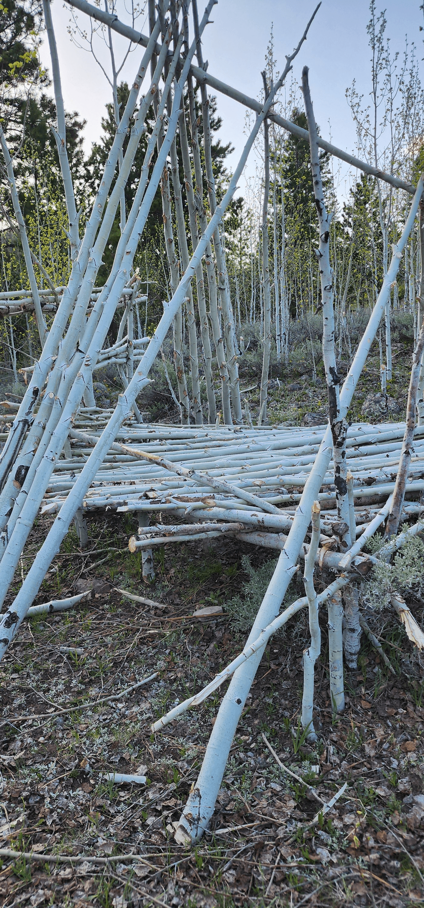 Cutting Down Trees To Create Structures Prohibited On Forest