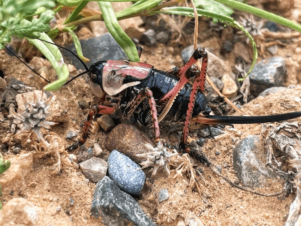 Mormon Crickets Invading Rangely Town Limits