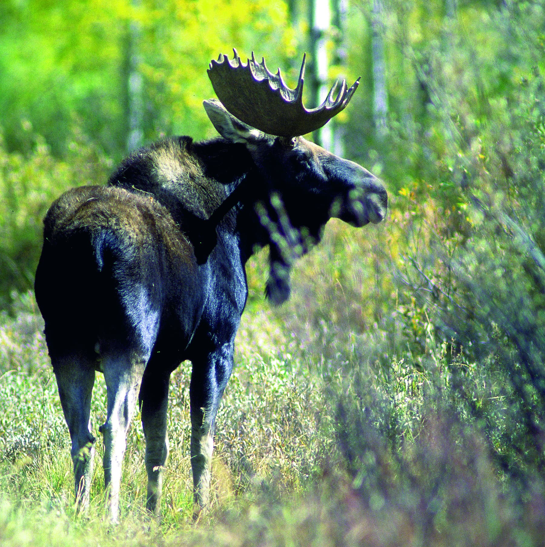 DWR: Avoiding Conflicts With Moose In Utah