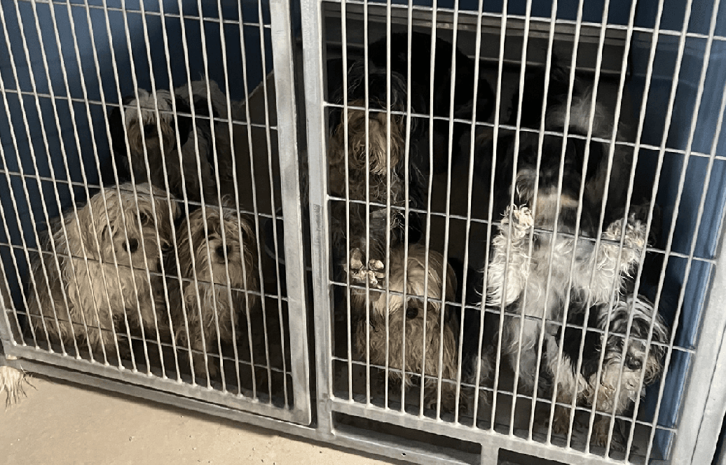 25 Dogs Dumped In Duchesne County