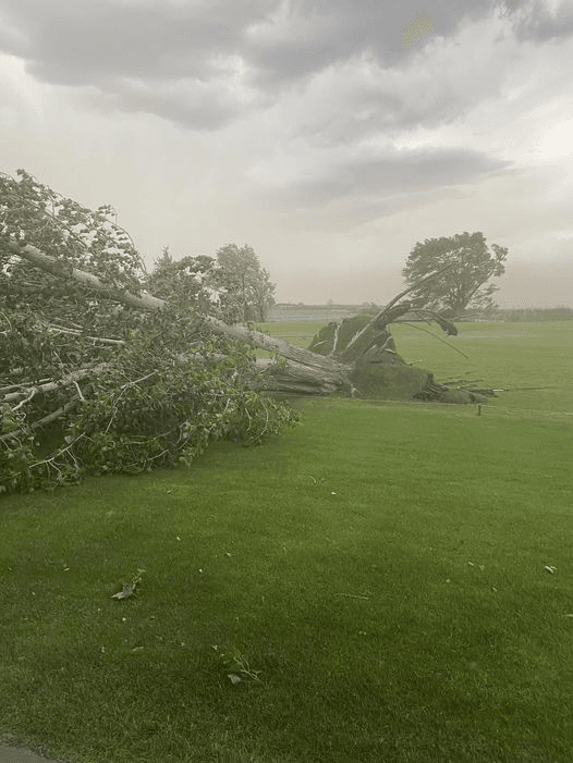 Roosevelt Golf Course Welcomes Help After Storm Downs Trees At Course