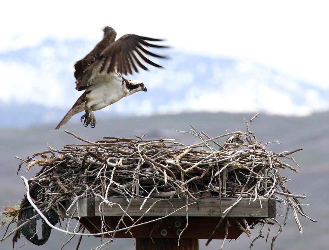 DWR: Flaming Gorge Osprey Viewing Event Coming Up
