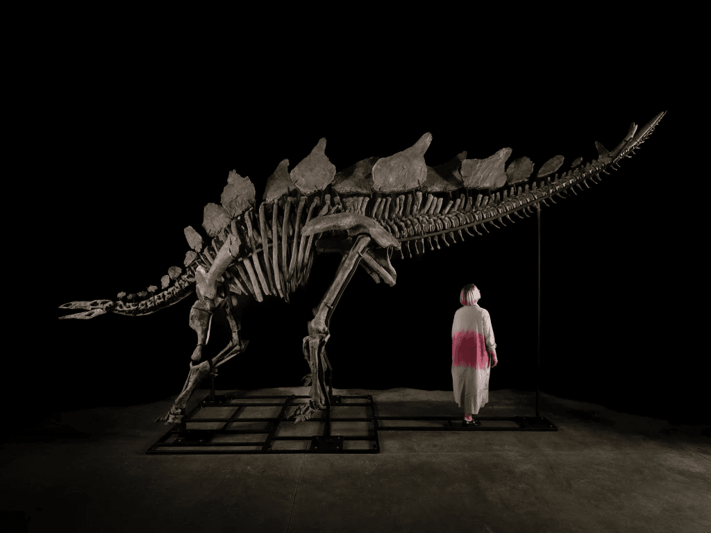 Largest Stegosaurus Fossil Ever Found Up For Auction Next Month