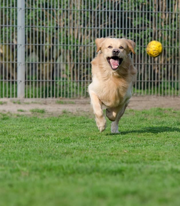 Uintah Animal Shelter Closed To The Public Due To Unknown Illness