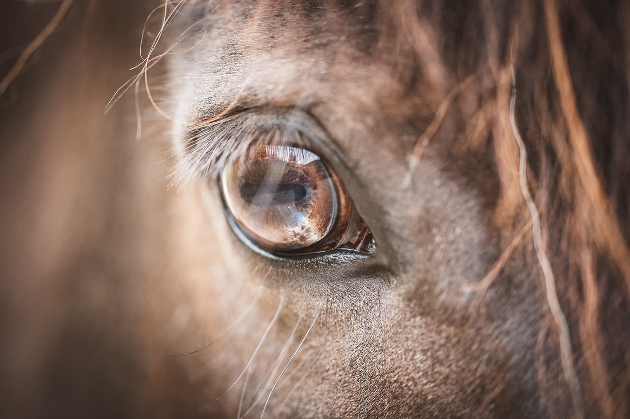 Horse Dies of Heart Attack That Occurred During Weekend Rodeo