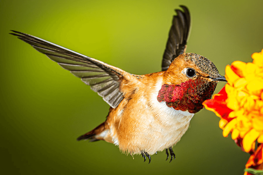 DWR: See Hummingbirds Up Close At Northeastern Utah Event