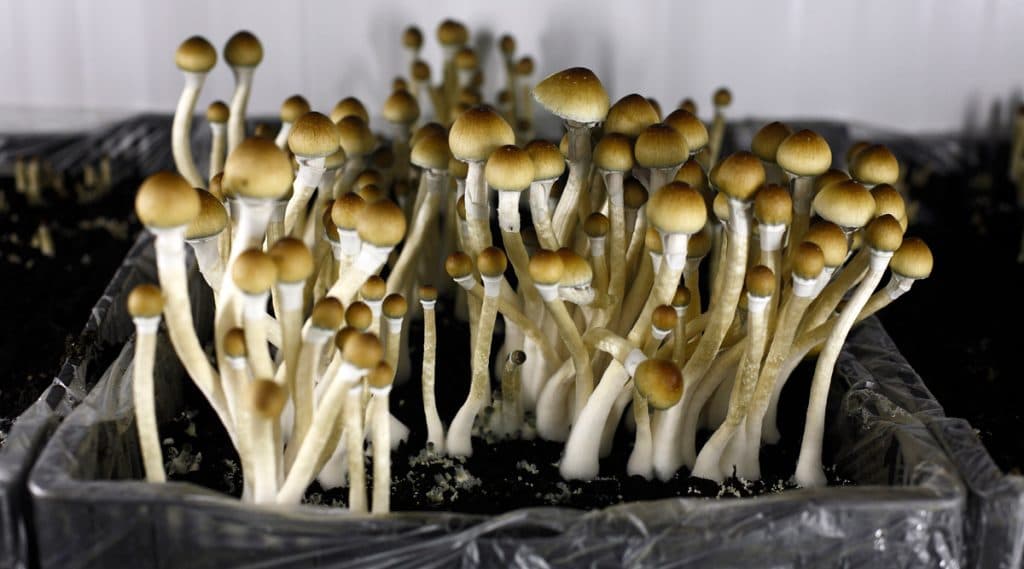 Jack Daniels, Meth, Mushrooms, And Cocaine All In Vehicle Of DUI Arrest