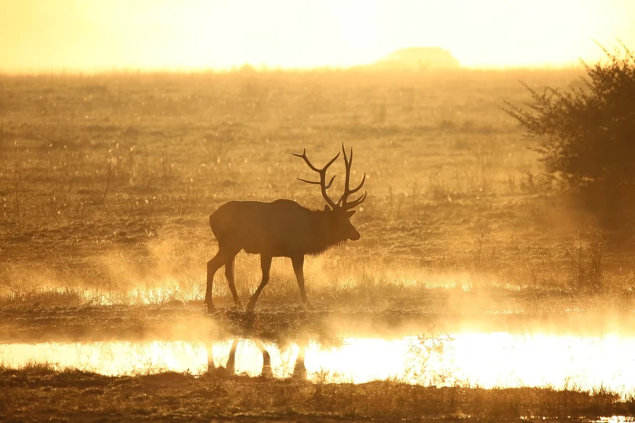 Wildlife Board Approves Big Game Hunting Permits