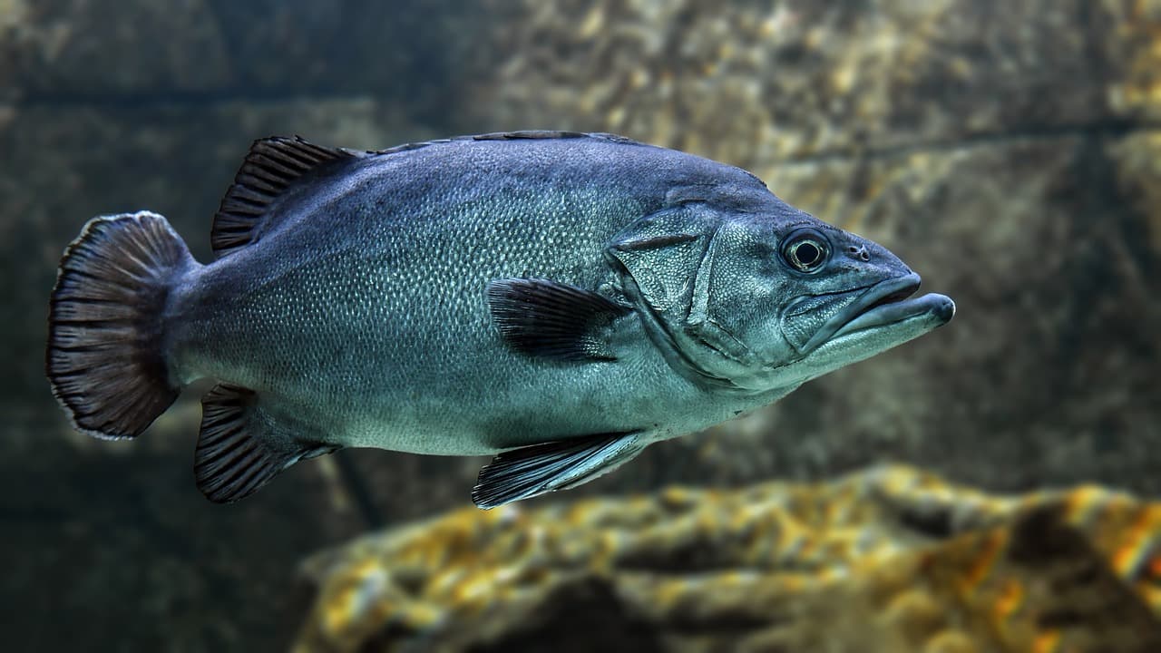 Carnival Worker Arrested During Drunken Rage Which Killed Hundreds Of Fish