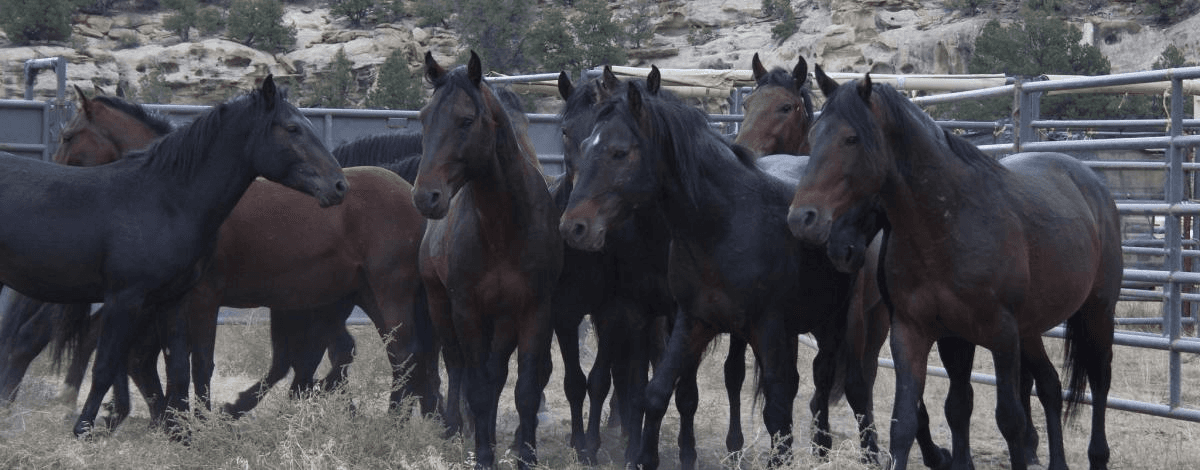 Wild Horse Roundup Underway This Week In Sand Wash Basin