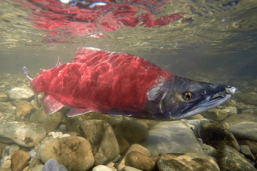 Fall Is Nearly Here Which Offers The Chance To See Red Kokanee Salmon
