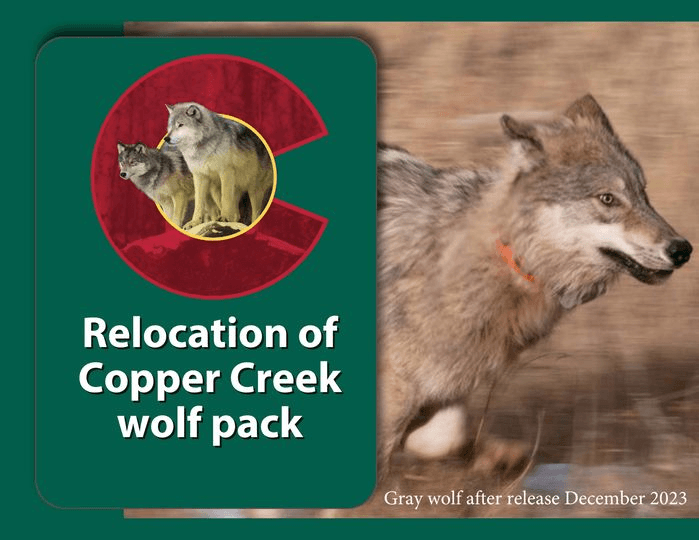 Colorado Park And Wildlife Announce Capture And Relocation Of Wolf Pack
