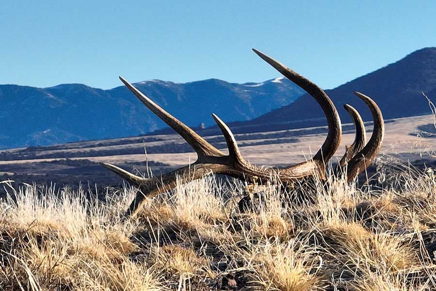 DWR: New Rules For Those Who Buy And Sell Shed Antlers
