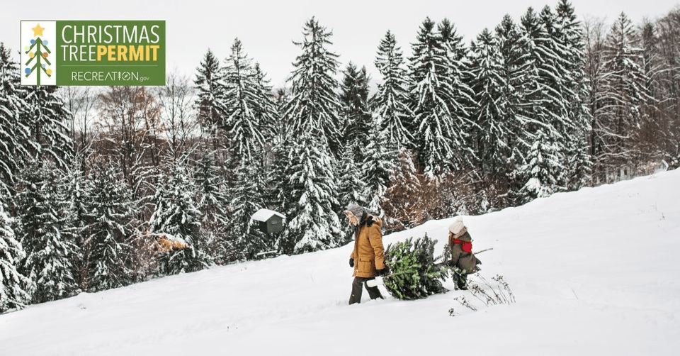 Ashley National Forest Details On Christmas Tree Permits