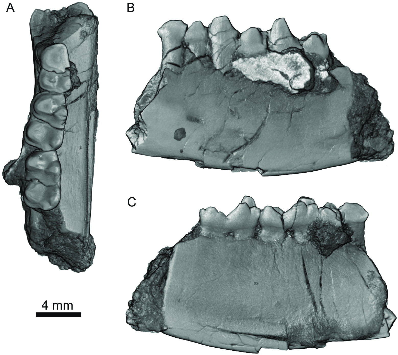 Fossil Findings Of “Giant” Mammal Published This Week In Scientific Journal