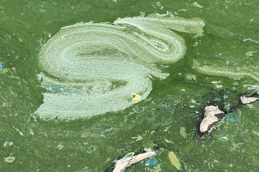 Harmful Algal Bloom Warning Advisory In Effect For Matt Warner And Crouse
