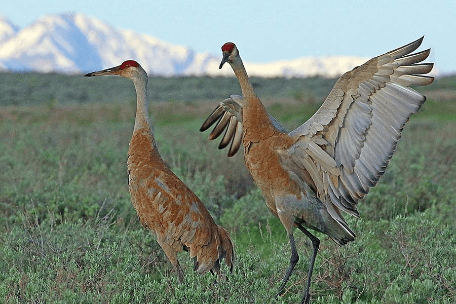 DWR: Vernal Events Provide Chance To See Sandhill Cranes In The Wild