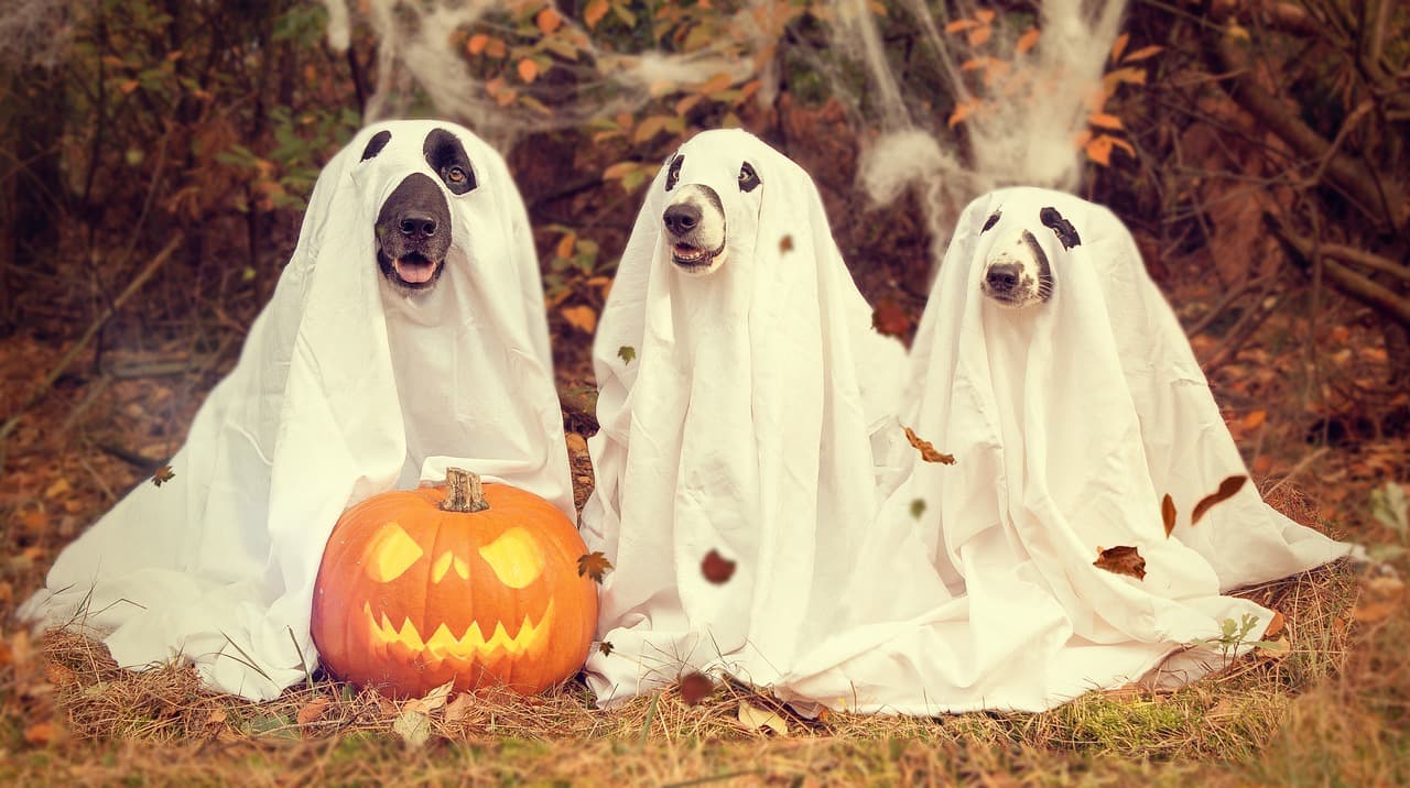 Halloween Events 2024