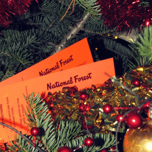 Christmas Tree Permits Officially On Sale