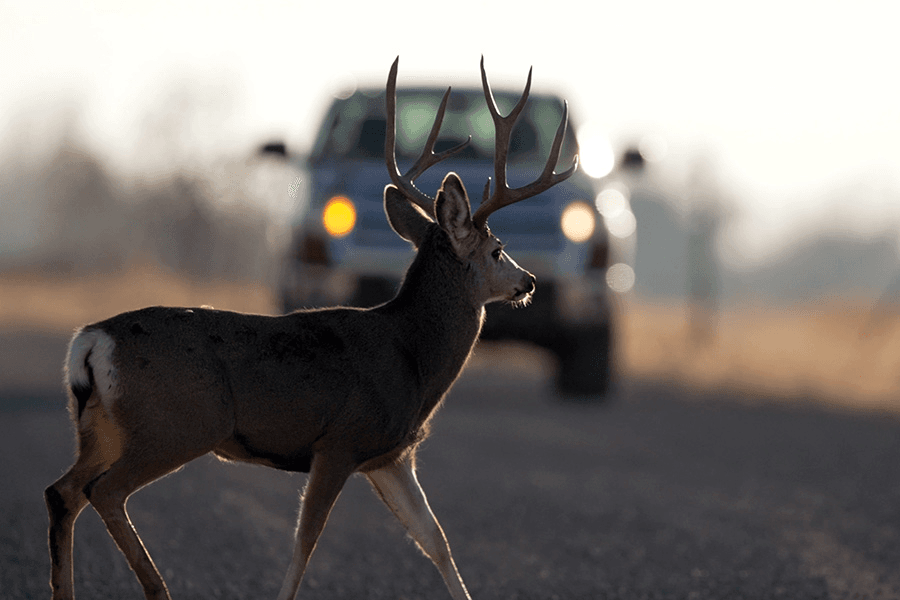 DWR: November Peak Time For Deer/Vehicle Collisions